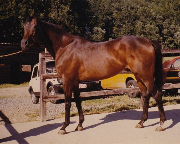 Deckhengst Kebah xx (Englisches Vollblut, 1966, von Bel Baraka xx) Deckhengst Kebah xx (Englisches Vollblut, 1966, von Bel Baraka xx)