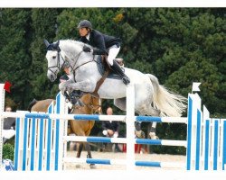 jumper Brooklyn Z (Zangersheide riding horse, 2002, from Baloubet du Rouet)