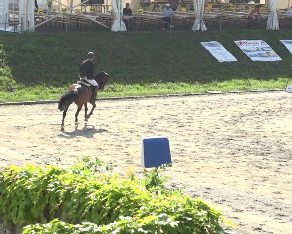 Reitturnier Schaffhausen 2019