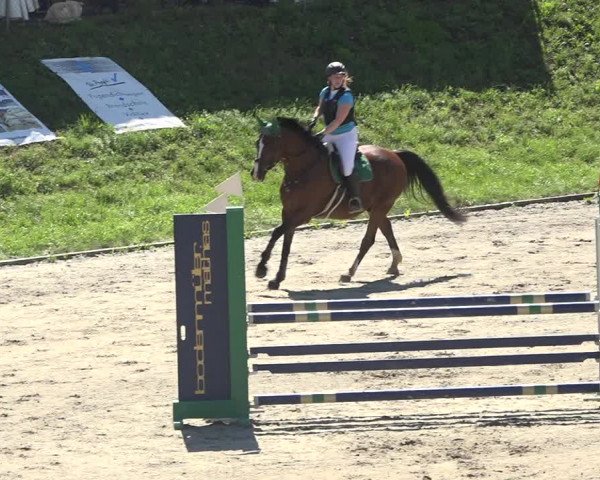 Reitturnier Schaffhausen 2019