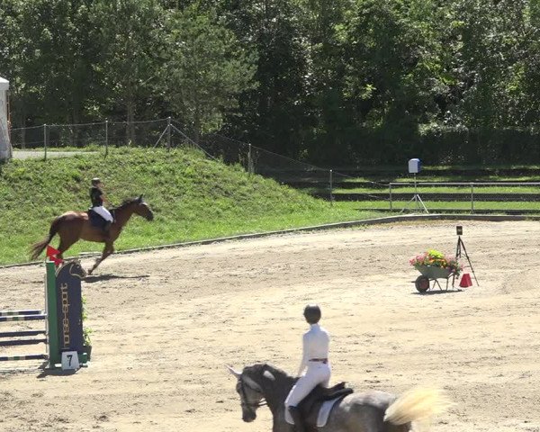 Reitturnier Schaffhausen 2019
