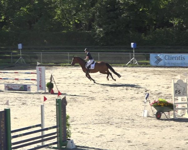 Reitturnier Schaffhausen 2019