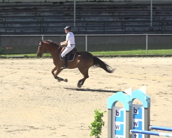 Reitturnier Schaffhausen 2019