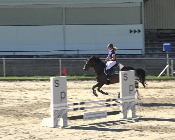 Reitturnier Schaffhausen 2019