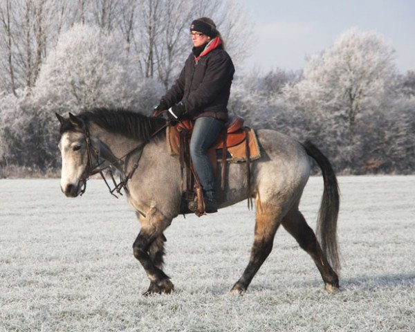 horse Katie Pat (Connemara Pony, 2010, from Glaskopf Golden Siskin)
