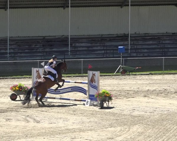 Reitturnier Schaffhausen 2019