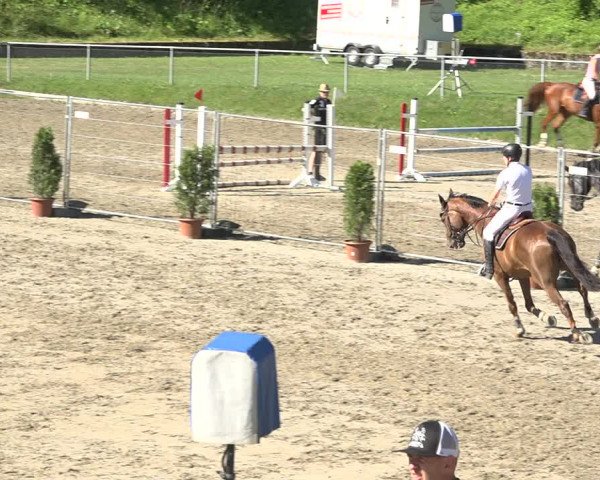 Reitturnier Schaffhausen 2019