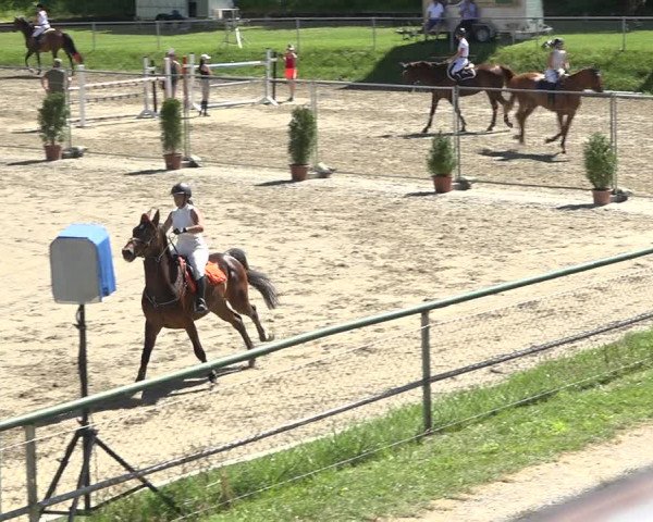 Reitturnier Schaffhausen 2019