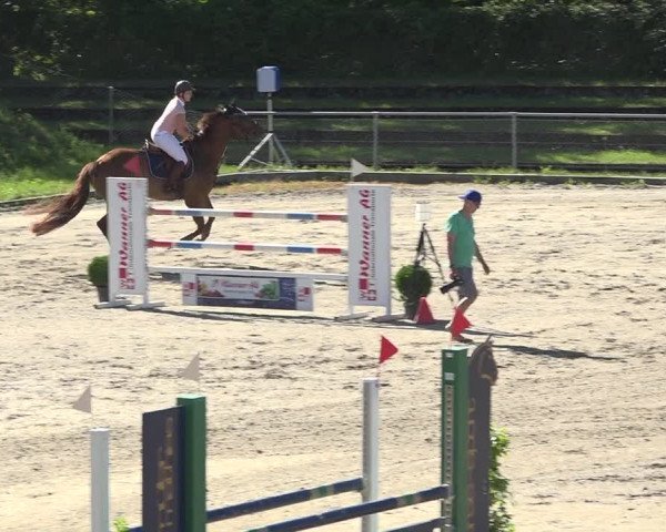 Reitturnier Schaffhausen 2019