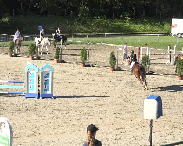 Reitturnier Schaffhausen 2019