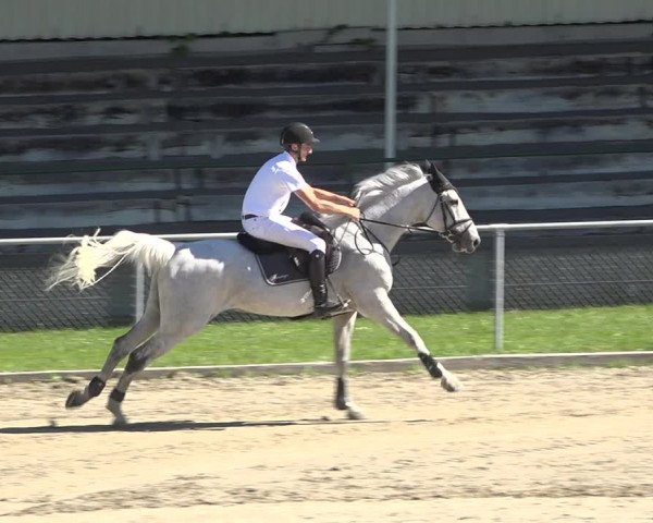 Reitturnier Schaffhausen 2019