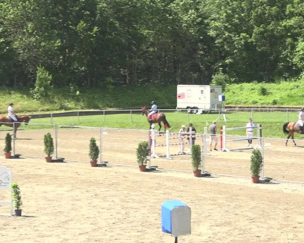 Reitturnier Schaffhausen 2019