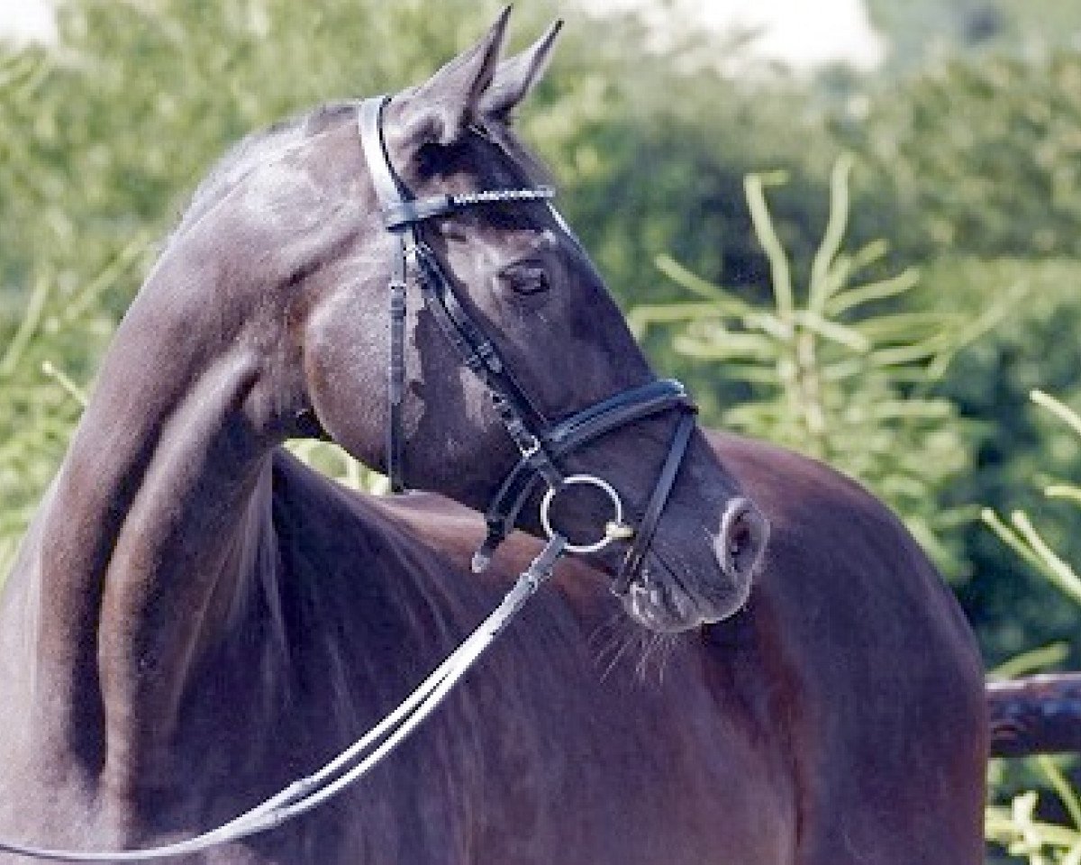broodmare Mariza IV (Trakehner, 1993, from Herzzauber)
