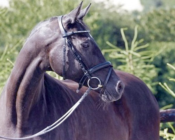 broodmare Mariza IV (Trakehner, 1993, from Herzzauber)