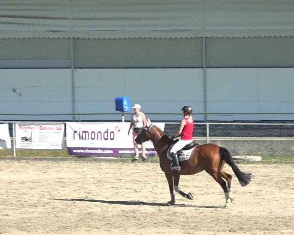 Reitturnier Schaffhausen 2019