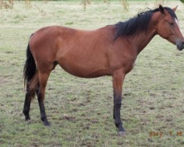 horse Nitiana (Trakehner, 2010, from Titiano)
