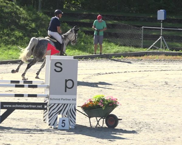 Reitturnier Schaffhausen 2019