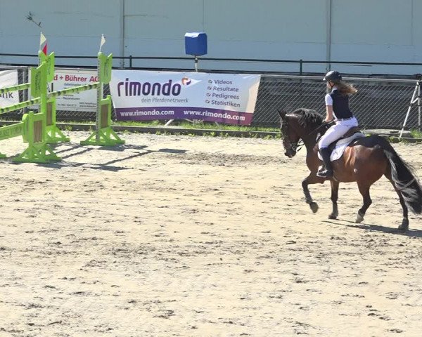 Reitturnier Schaffhausen 2019