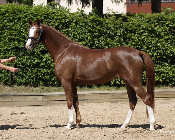 broodmare Freifahrt (Trakehner, 2009, from Perechlest)