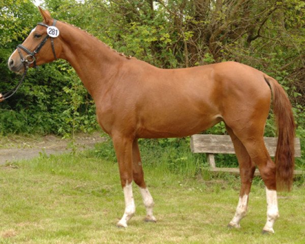 horse Glewina (Trakehner, 2009, from Dramatiker)