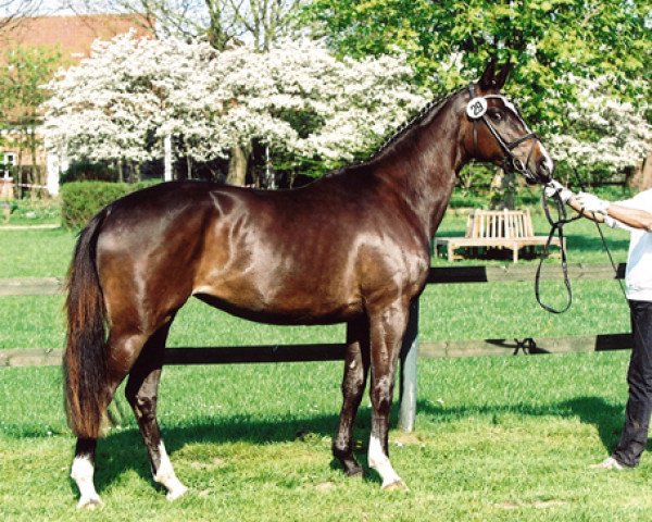 dressage horse Miss Germany vom Krotenbach (Trakehner, 2009, from Irdenkreis)