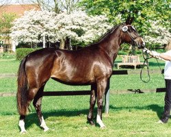 dressage horse Miss Germany vom Krotenbach (Trakehner, 2009, from Irdenkreis)