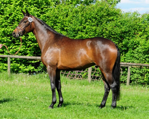 broodmare Sternfee 8 (Trakehner, 2009, from Cadeau)