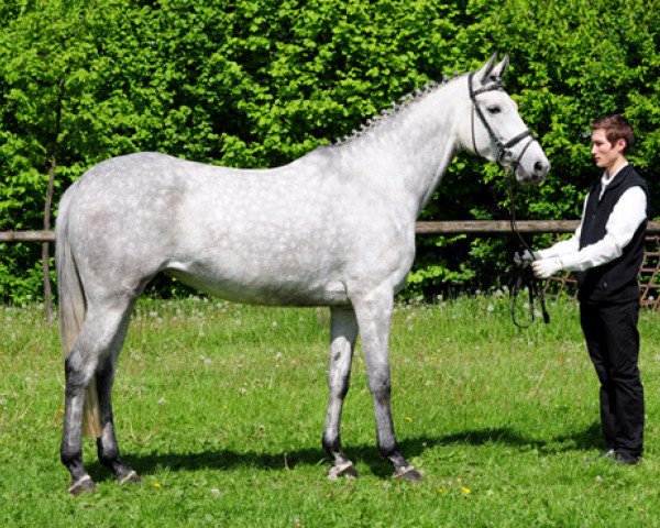 broodmare Isabeau AA 24 (Arabian purebred, 2006, from Marek AA)