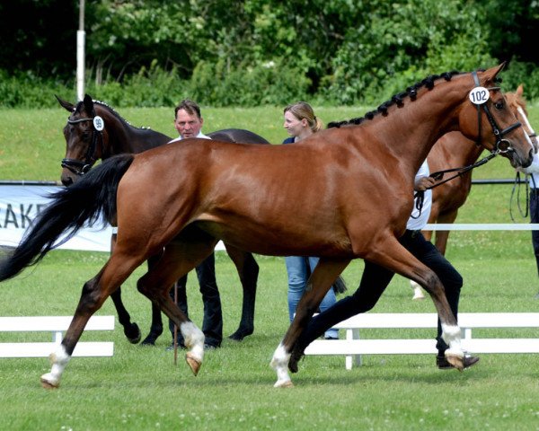 horse Greetje (Trakehner, 2010, from Goldschmidt)