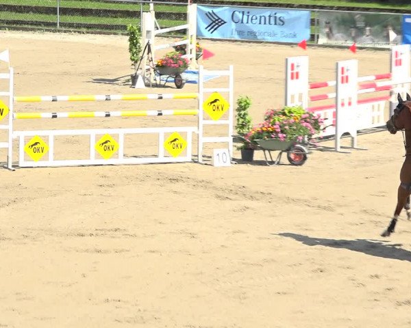 Reitturnier Schaffhausen 2019