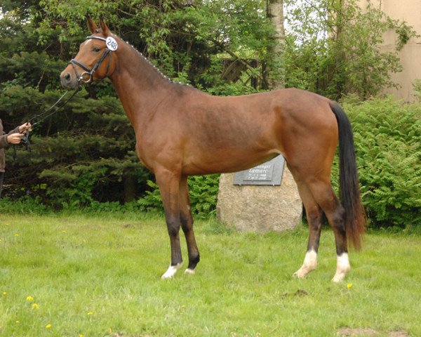 broodmare Daronita (Trakehner, 2010, from Dramatiker)