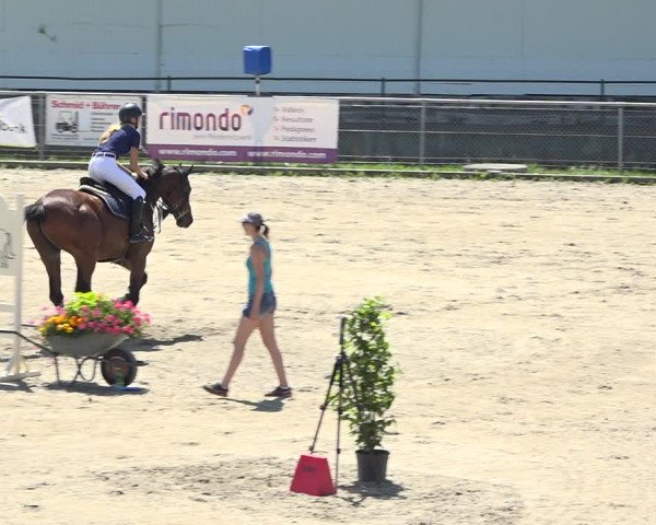 Reitturnier Schaffhausen 2019