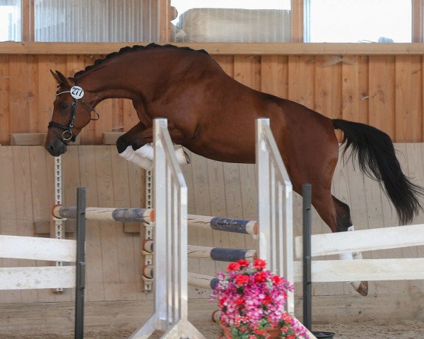 Pferd Insolia (Trakehner, 2009, von Oliver Twist)