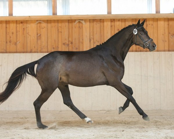 horse Polarfee (Trakehner, 2011, from Cadeau)