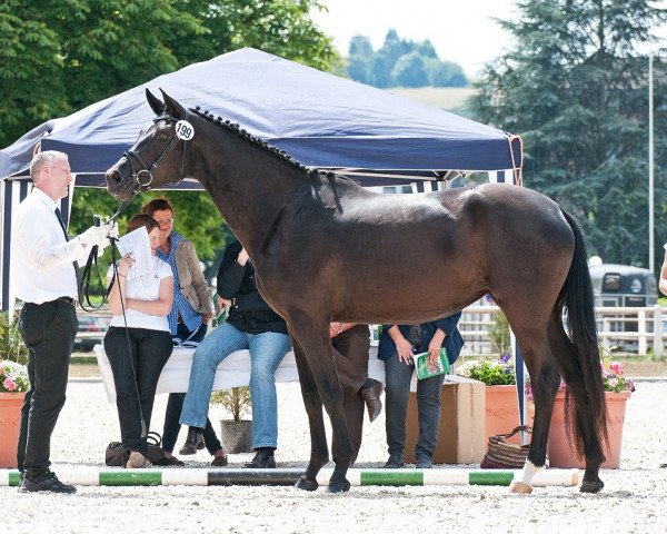 horse Guinivere (Trakehner, 2011, from Münchhausen)