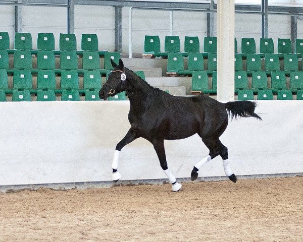 horse Raissa (Trakehner, 2011, from Hamilton)