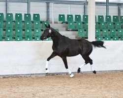 Pferd Raissa (Trakehner, 2011, von Hamilton)