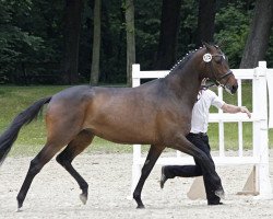horse Golden Tulip (Trakehner, 2011, from Kentucky)
