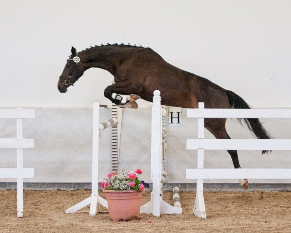 broodmare Uthopa (Trakehner, 2011, from Sidney Bay)