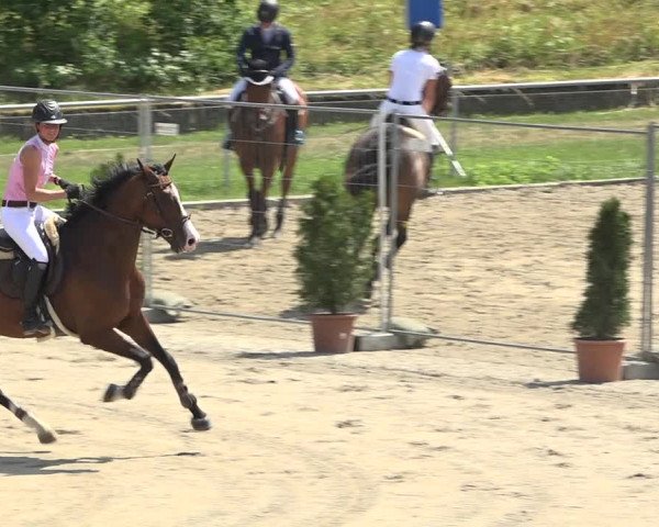 Reitturnier Schaffhausen 2019