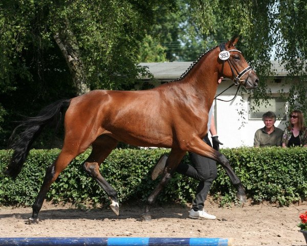 broodmare S’Cada (Trakehner, 2011, from Imperio 3)