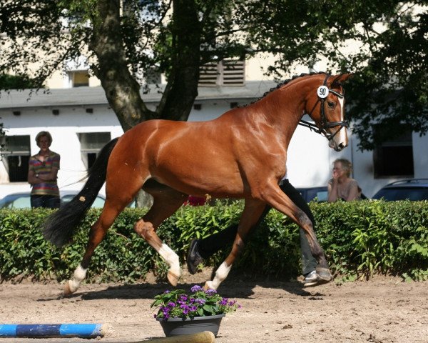 dressage horse Donaufreude Gold (Trakehner, 2011, from Rheinklang)