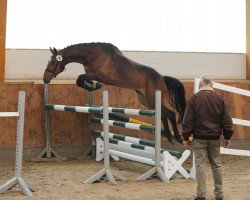 dressage horse Thula 3 (Trakehner, 2011, from Münchhausen)