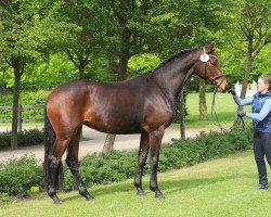Dressurpferd Whitney 359 (Trakehner, 2011, von All Inclusive)