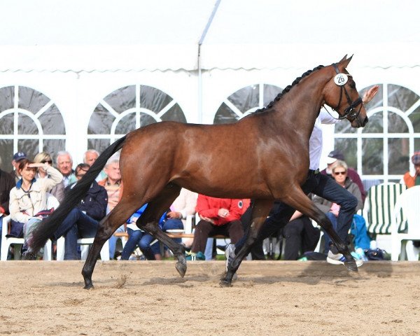 horse Athena (Trakehner, 2011, from Le Rouge 7)