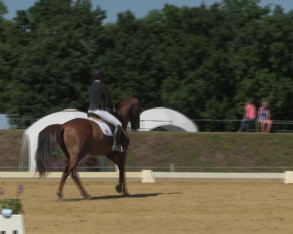 Reitturnier Vorsfelde 2019