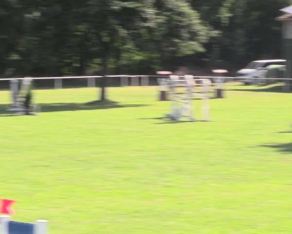 Reitturnier Vorsfelde 2019