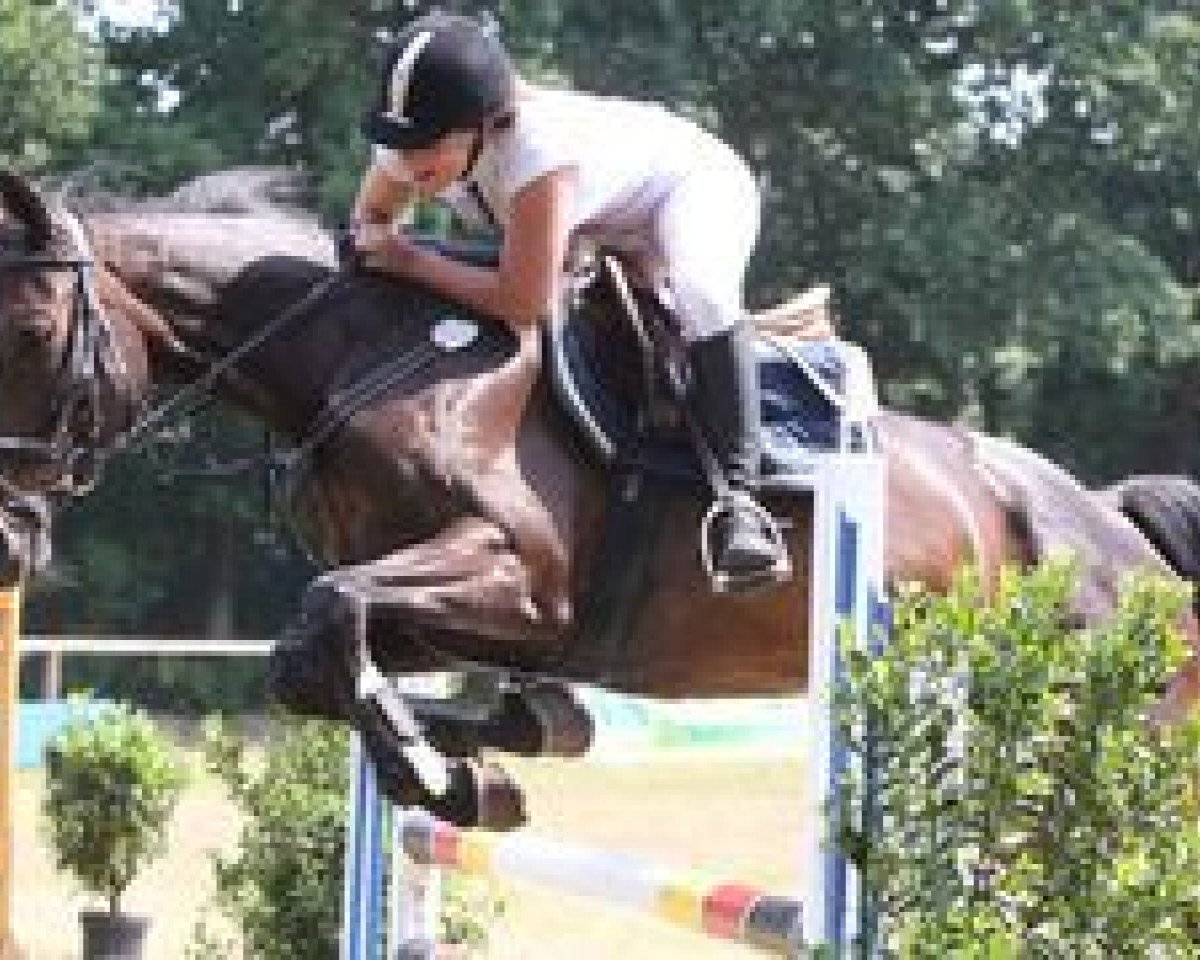 Jumper Lightning 103 (Hanoverian, 2000, from Landor S)
