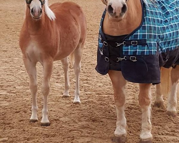 Pferd Skylight (Haflinger, 2016, von Wonderboy)