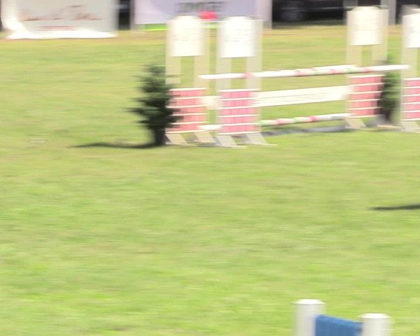 Reitturnier Vorsfelde 2019